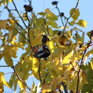 Great Spotted Woodpecker