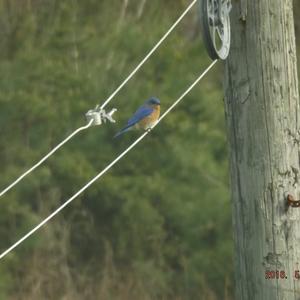 Eastern Bluebird