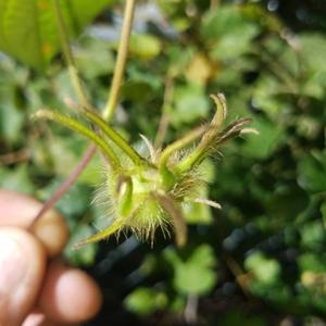 Unknown Species