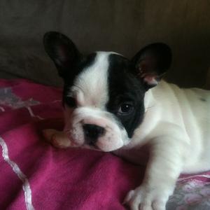 French Bulldog