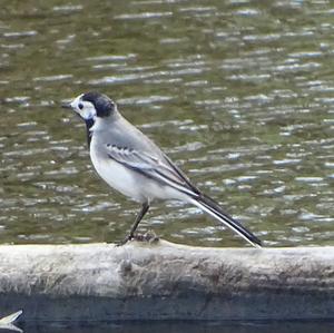 White Wagtail