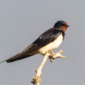 Barn Swallow