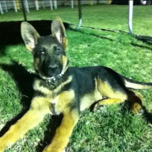 German Shepherd