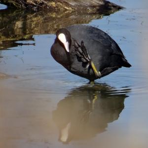 Common Coot