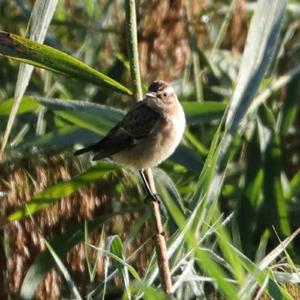 Whinchat