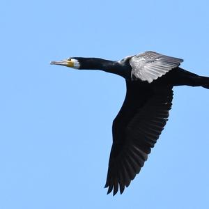 Great Cormorant