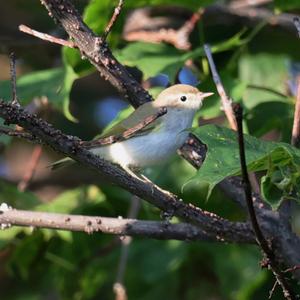 Bonelli's Warbler