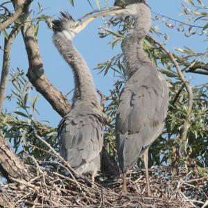 Grey Heron