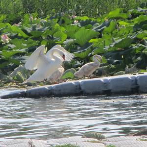 Mute Swan