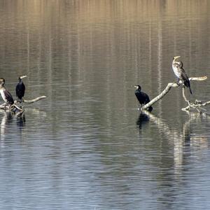 Great Cormorant