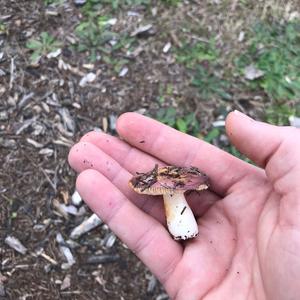 Bare-toothed Russula