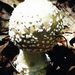 Gemmed Amanita