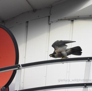 Peregrine Falcon