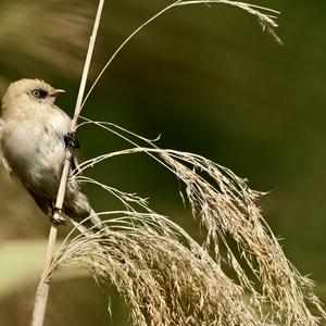 Bearded Parrotbill