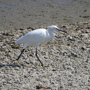 Little Egret