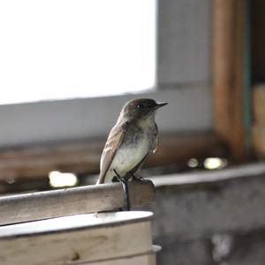 Alder Flycatcher