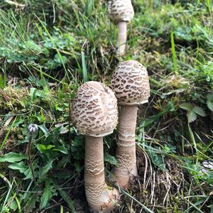 Parasol Mushroom