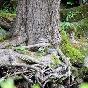 Wood Nuthatch