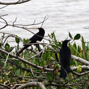 Great-tailed Grackle