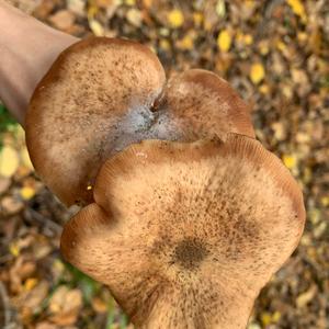 Honey Fungus