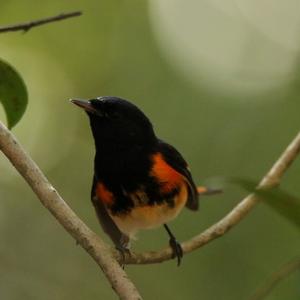 American Redstart