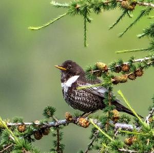 Ring Ouzel