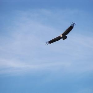 Griffon Vulture