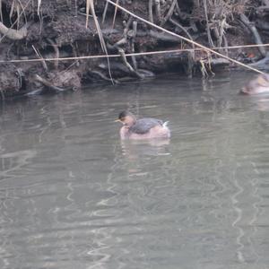 Little Grebe