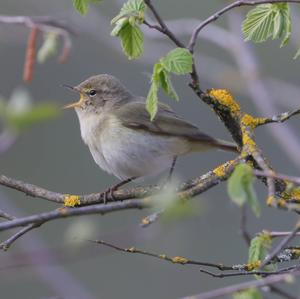 Common Chiffchaff