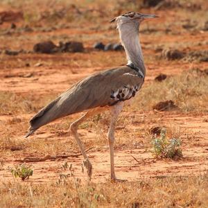 Kori Bustard