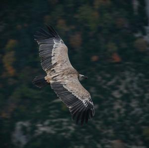 Griffon Vulture