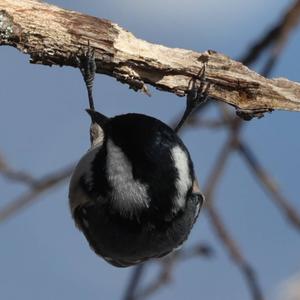 Coal Tit