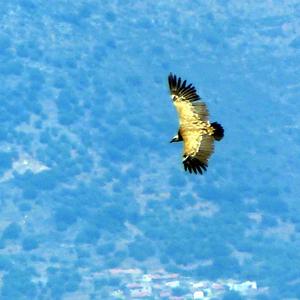 Griffon Vulture