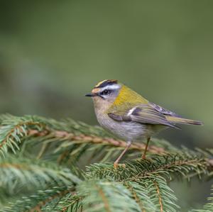 Sommergoldhähnchen