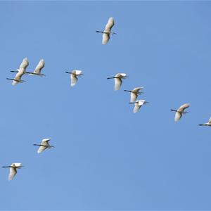 Little Egret