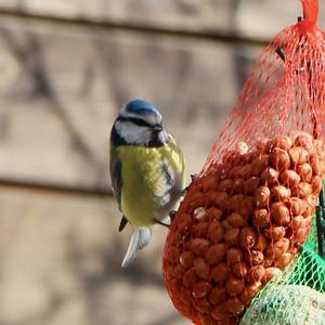 Blue Tit