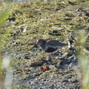 Dunlin