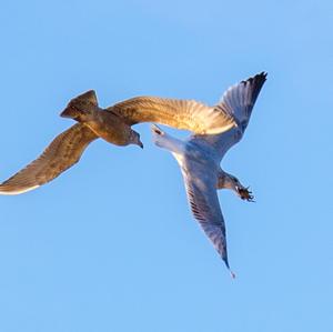 Herring Gull