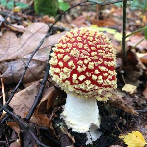 Fly Agaric