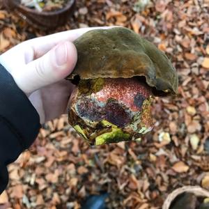 Dotted-stem Bolete