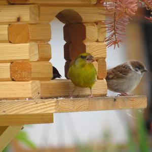 European Greenfinch