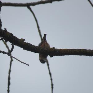 Wood Nuthatch