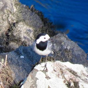 White Wagtail