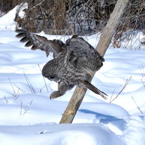 Great Grey Owl