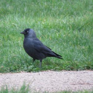 Eurasian Jackdaw