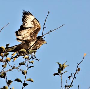 Mäusebussard