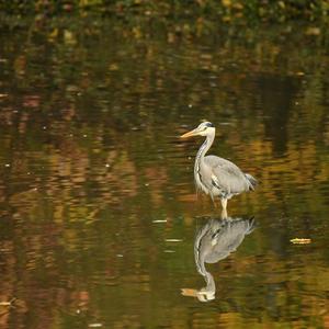 Grey Heron