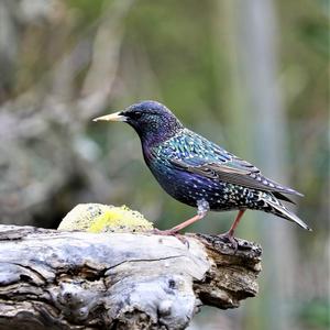 Common Starling