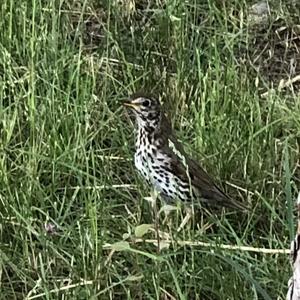 Song Thrush