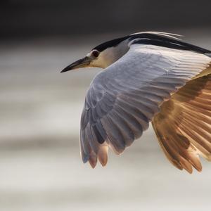 Black-crowned Night-heron